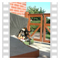 Hunde-Yoga: der Schulterstand