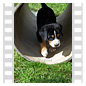 Die kleine Hundeschule beginnt.